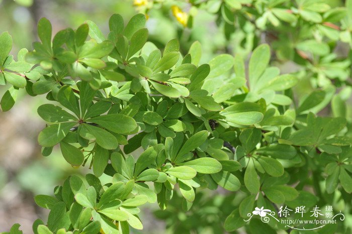 藏小檗Berberis thibetica