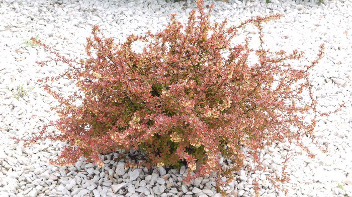 ‘赞美’日本小檗Berberis thunbergii ‘Admiration’