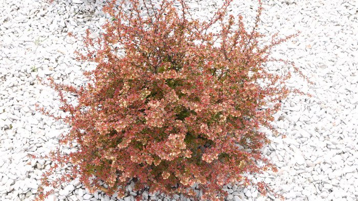 ‘赞美’日本小檗Berberis thunbergii ‘Admiration’