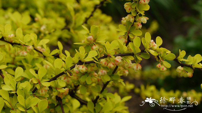  '玛利亚'小檗Berberis thunbergii 'Maria'