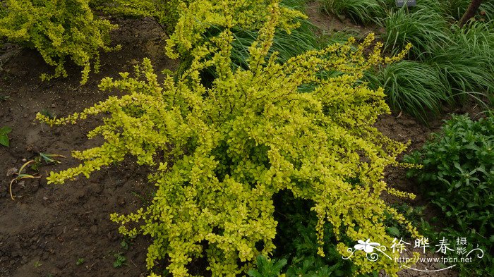  '玛利亚'小檗Berberis thunbergii 'Maria'