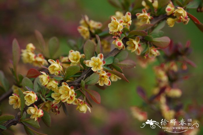 紫叶小檗Berberis thunbergii var. atropurpurea