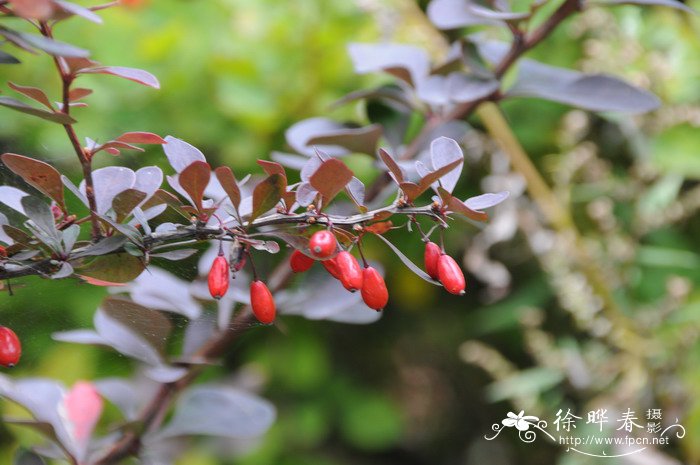 紫叶小檗Berberis thunbergii var. atropurpurea