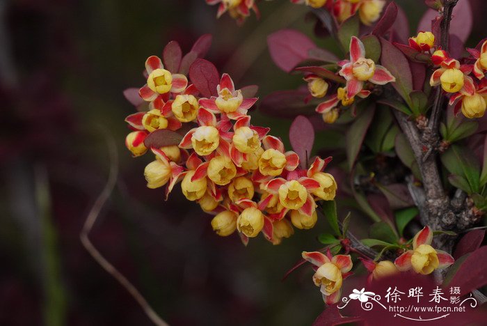 紫叶小檗Berberis thunbergii var. atropurpurea