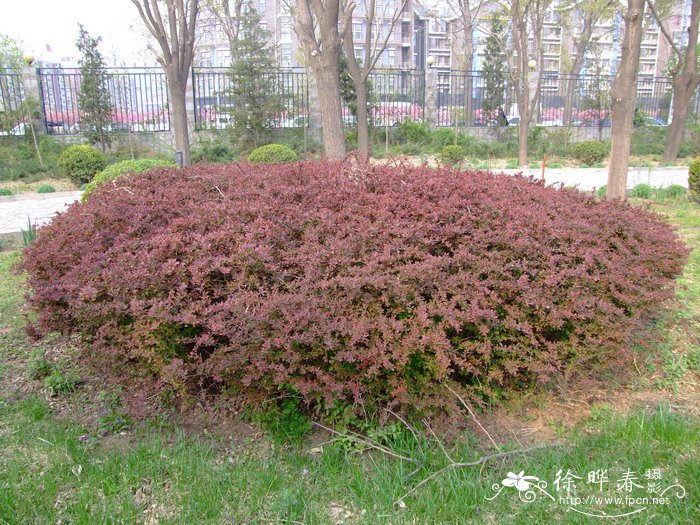 紫叶小檗Berberis thunbergii var. atropurpurea