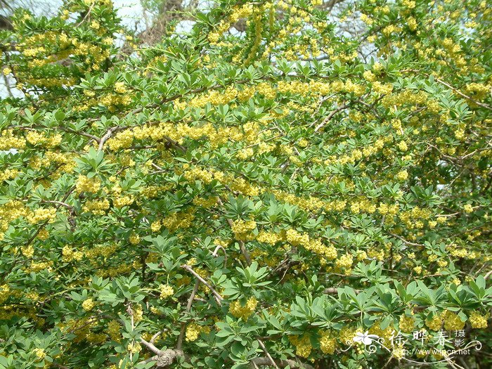 日本小檗Berberis thunbergii