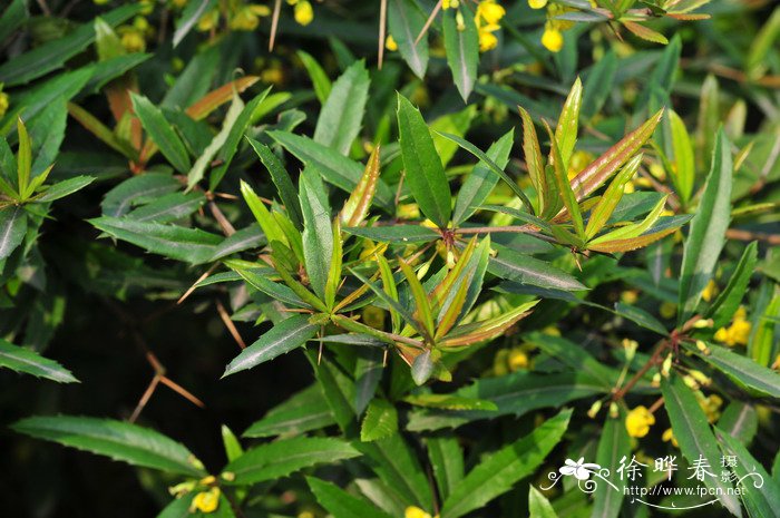 日本小檗Berberis thunbergii