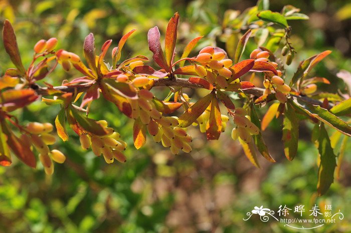 匙叶小檗Berberis vernae