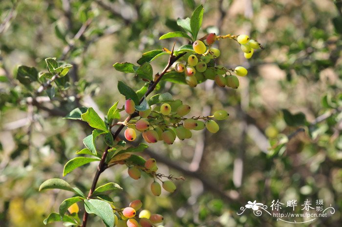 匙叶小檗Berberis vernae