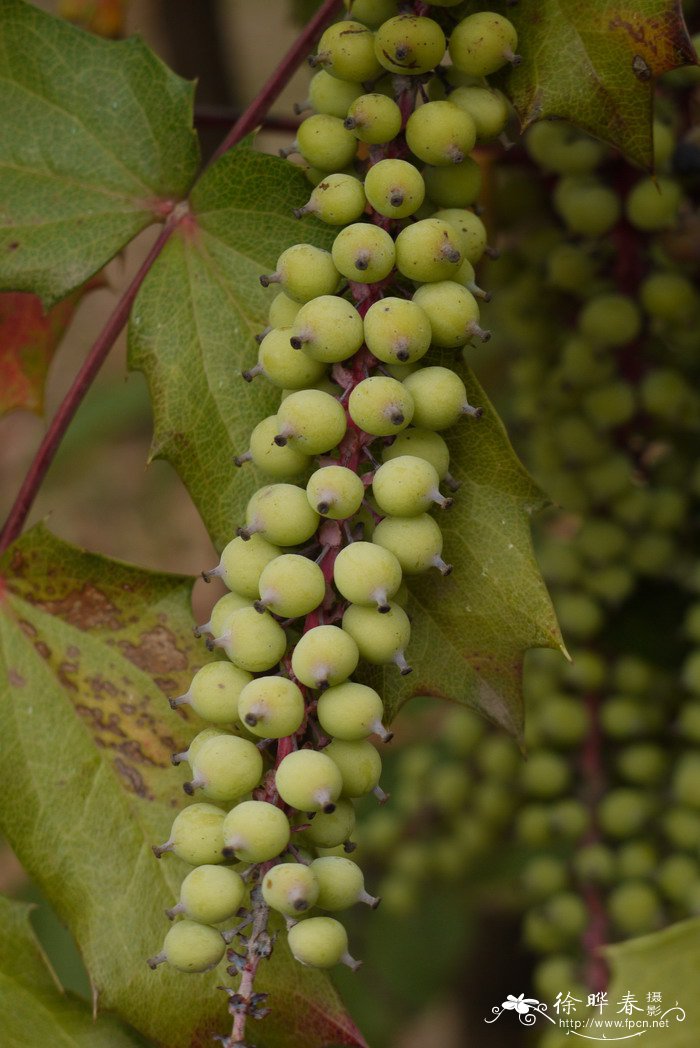 昆明十大功劳Mahonia duclouxiana