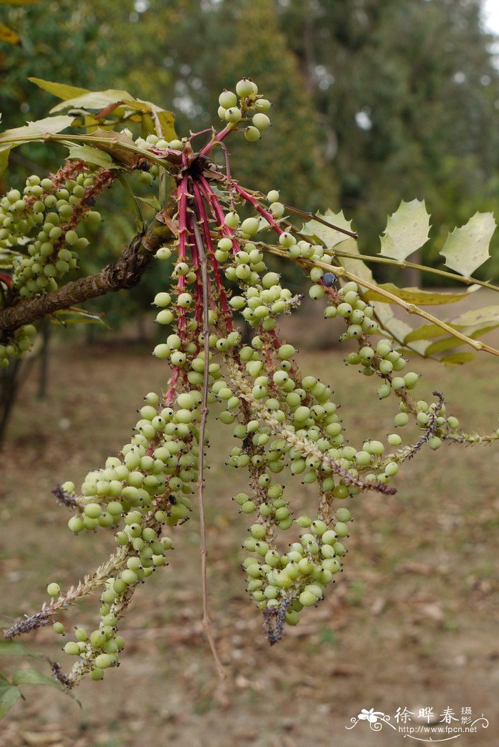 昆明十大功劳Mahonia duclouxiana