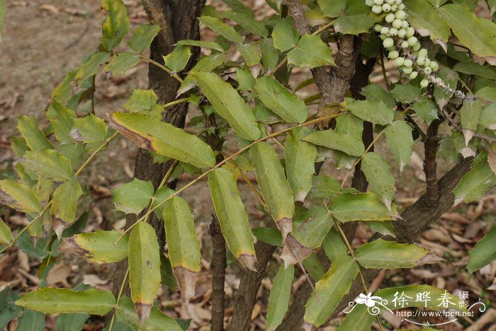 昆明十大功劳Mahonia duclouxiana