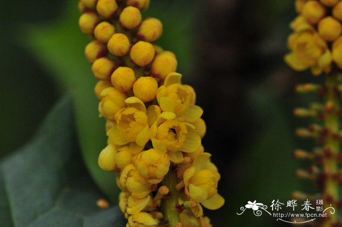 阔叶十大功劳Mahonia bealei