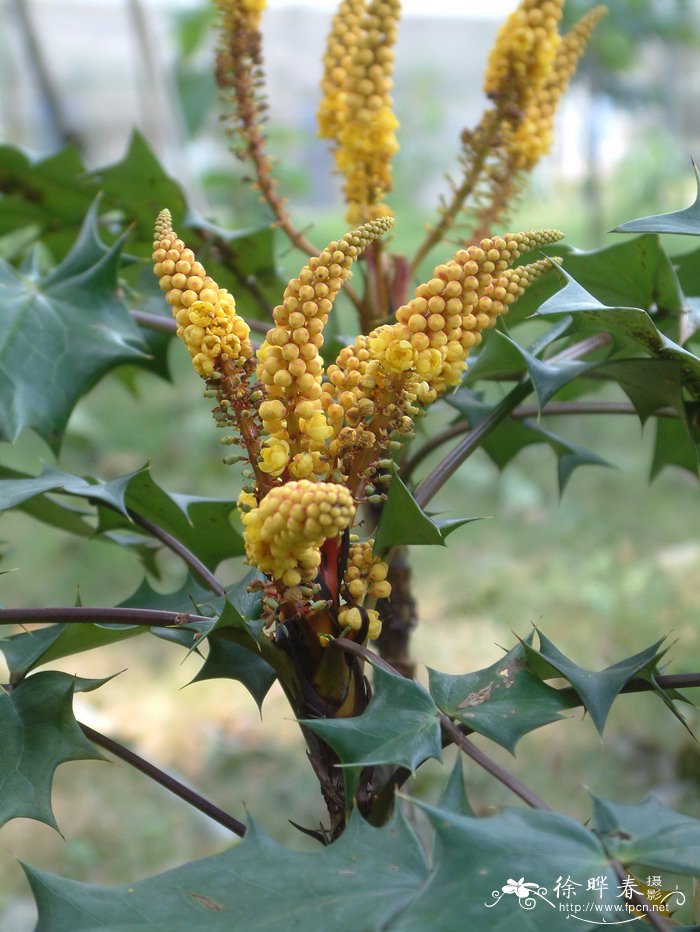 阔叶十大功劳Mahonia bealei