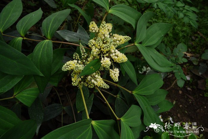 北江十大功劳Mahonia fordii