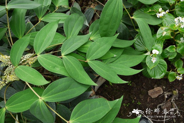 北江十大功劳Mahonia fordii