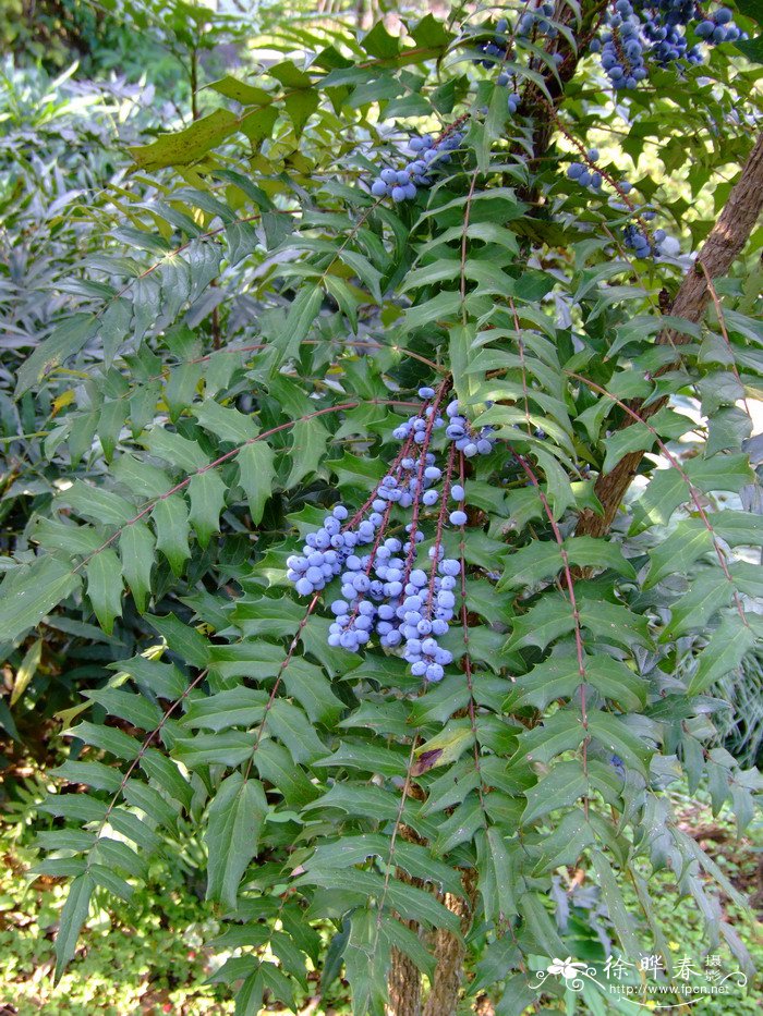 阔叶十大功劳Mahonia bealei