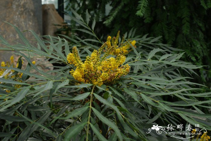 宽苞十大功劳Mahonia eurybracteata