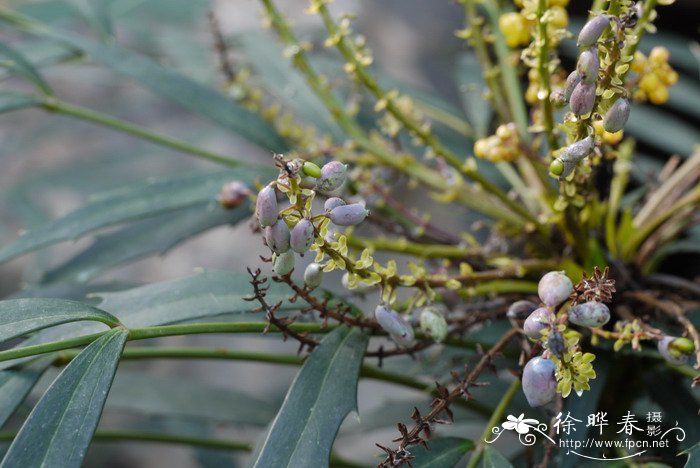 宽苞十大功劳Mahonia eurybracteata