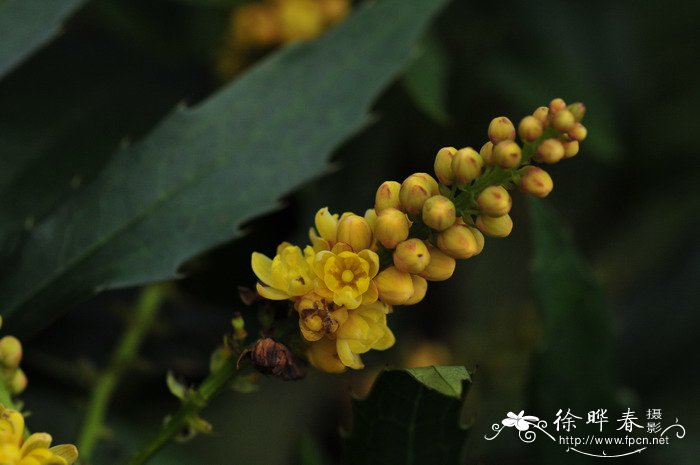 十大功劳Mahonia fortunei