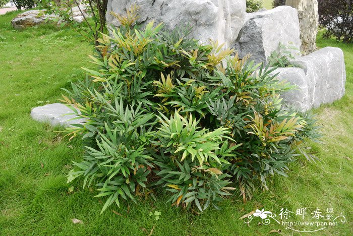 十大功劳Mahonia fortunei