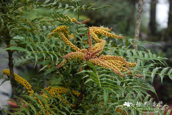 阿里山十大功劳Mahonia oiwakensis