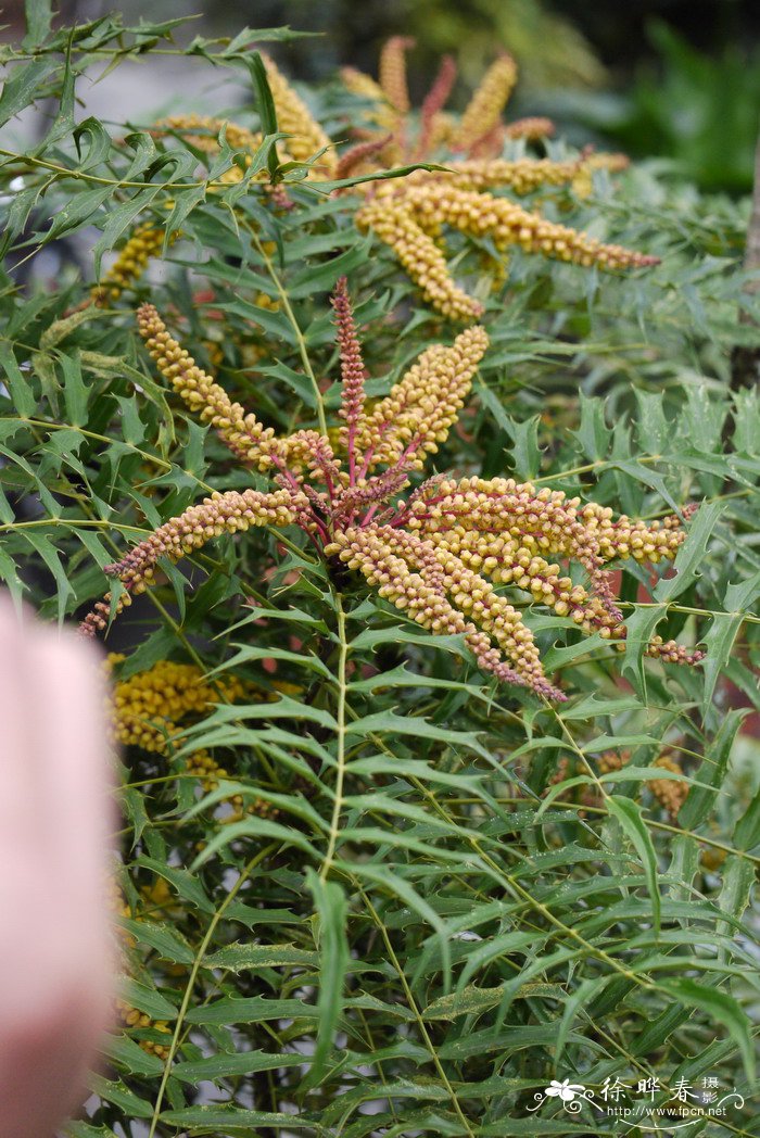 阿里山十大功劳Mahonia oiwakensis