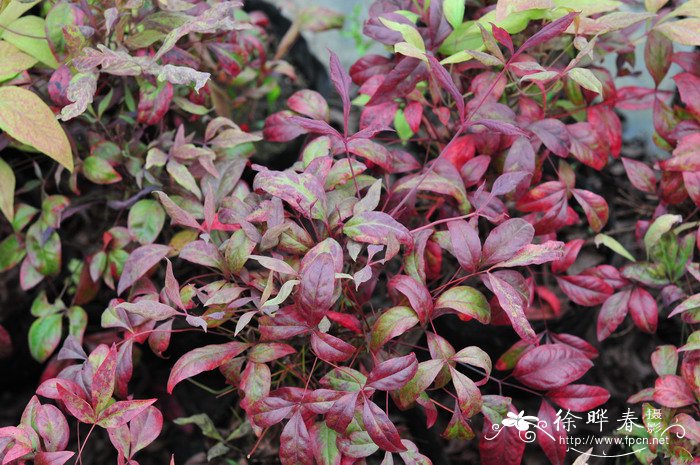 火焰南天竺Nandina domestica ‘Firepower’