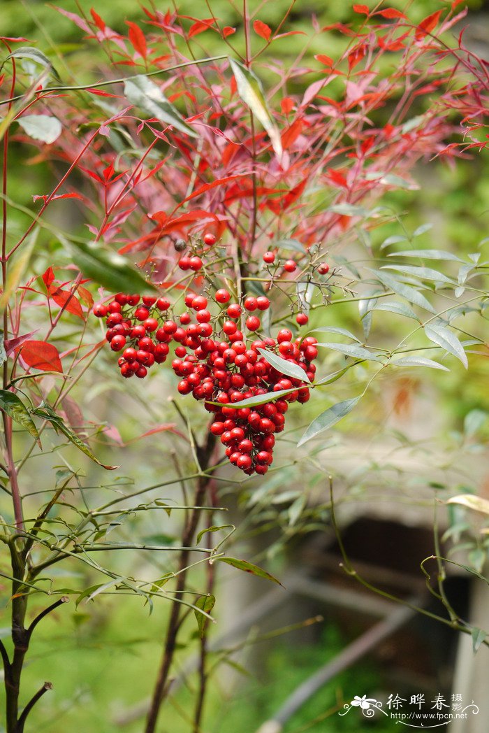 南天竺Nandina domestica
