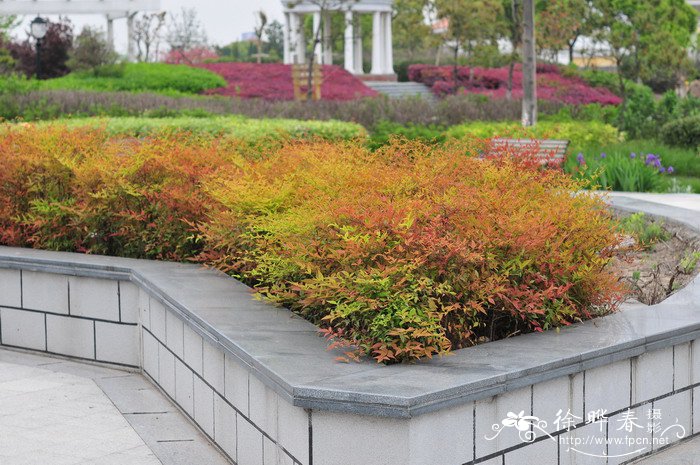 南天竺Nandina domestica