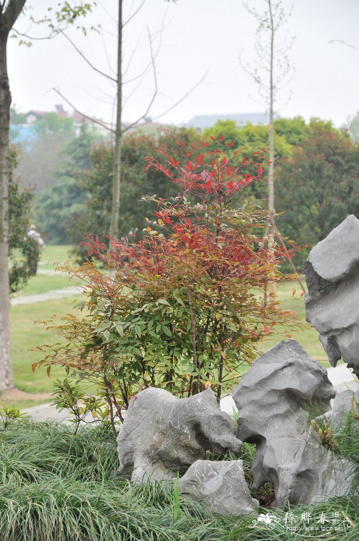 南天竺Nandina domestica