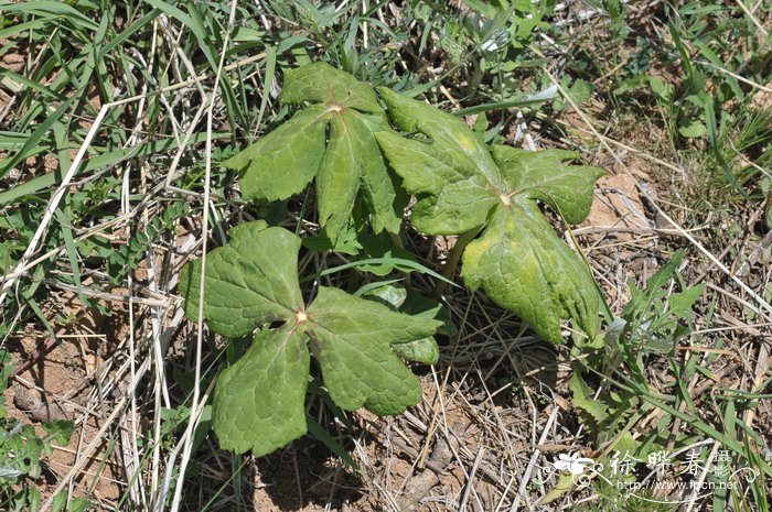 桃儿七Sinopodophyllum hexandrum