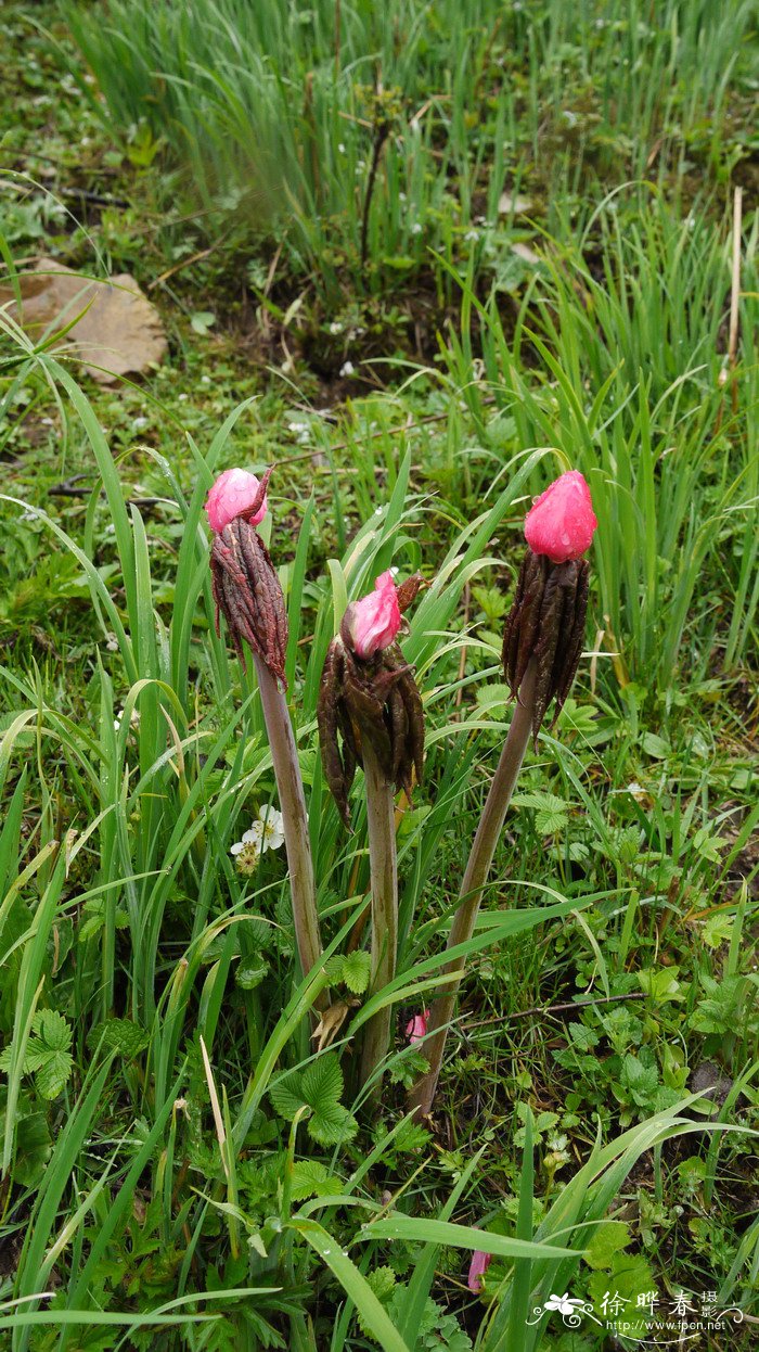 桃儿七Sinopodophyllum hexandrum