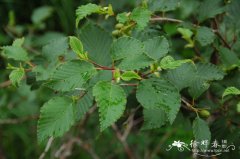 东北桤木Alnus mandshurica