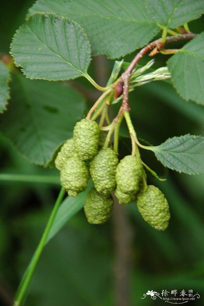 东北桤木Alnus mandshurica