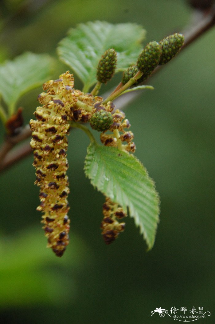 东北桤木Alnus mandshurica