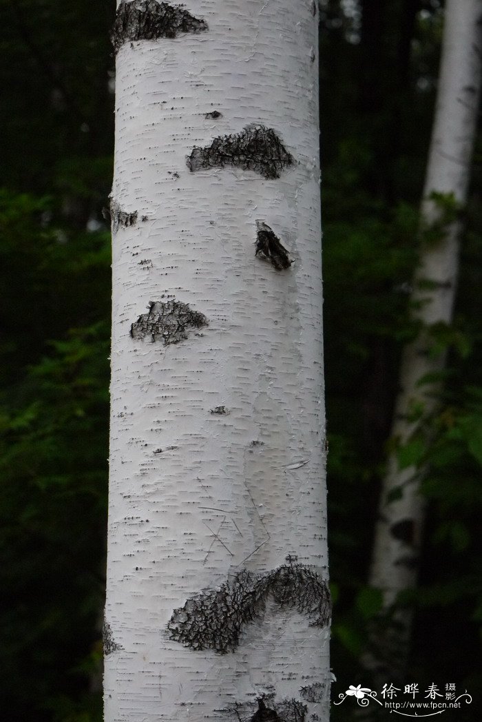 白桦Betula platyphylla