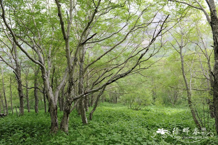 岳桦Betula ermanii
