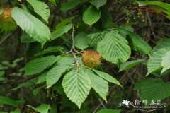 刺榛Corylus ferox