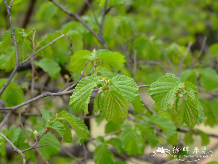 榛Corylus heterophylla