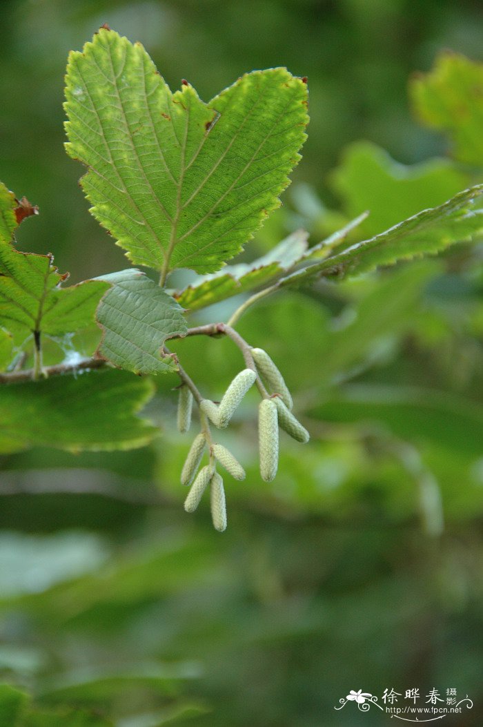 榛Corylus heterophylla