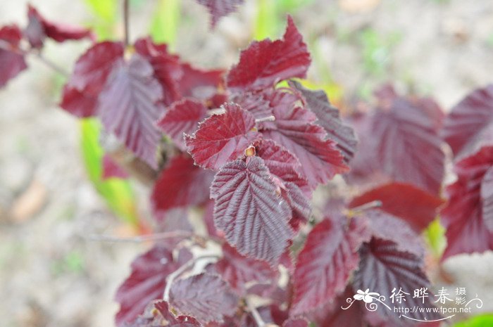 紫叶榛Corylus maxima  'Purpurea'