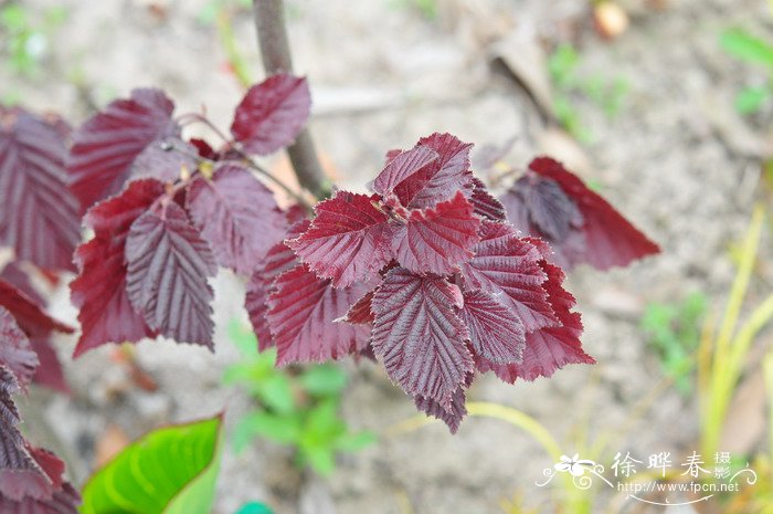 紫叶榛Corylus maxima  'Purpurea'