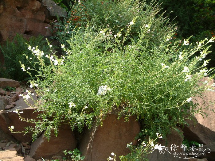 白花两头毛Incarvillea arguta f. alba