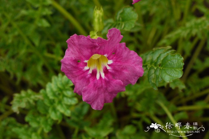 红波罗花Incarvillea delavayi