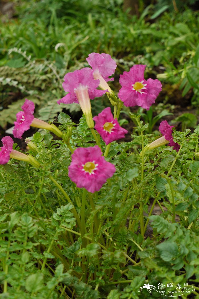 红波罗花Incarvillea delavayi