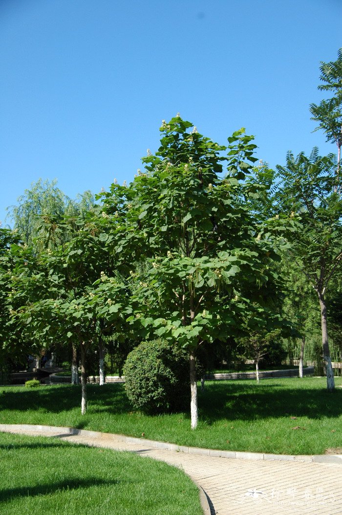 梓树Catalpa ovata