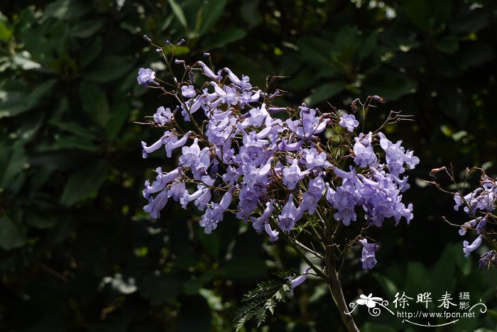 蓝花楹Jacaranda mimosifolia