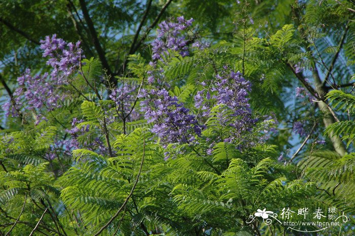 蓝花楹Jacaranda mimosifolia