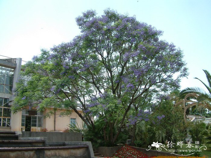 蓝花楹Jacaranda mimosifolia